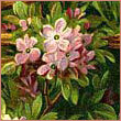 Pissi
